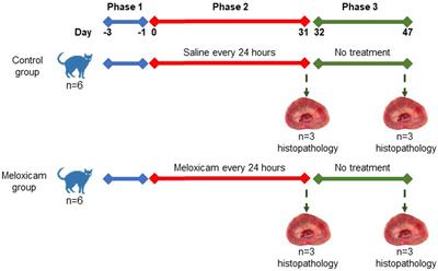 Comparison of serum SDMA and creatinine as a biomarker for the detection of meloxicam-induced kidney injury in cats